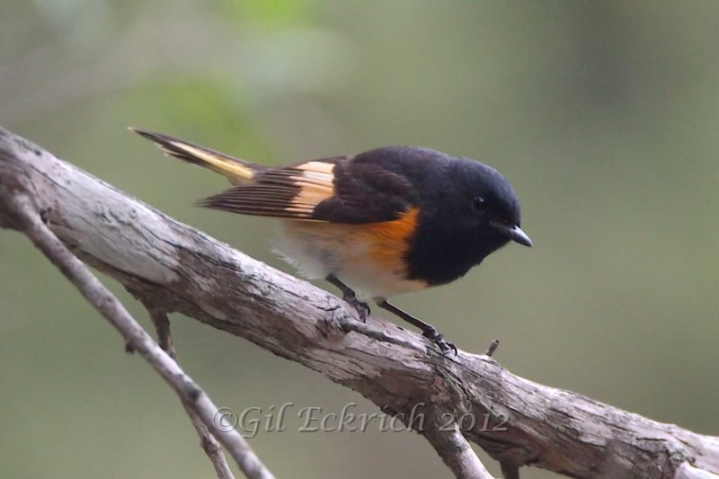 American Redstart 2012-05-05.jpg